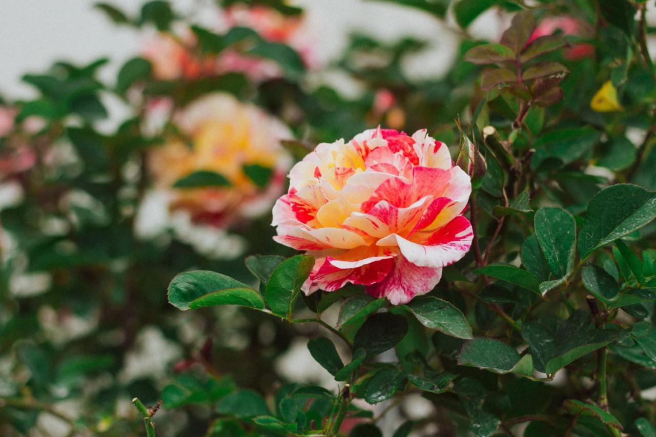 La Vie En Rose Villa Dalat Eksteriør bilde
